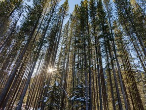 Late afternoon sun shines through lodgepole pines along the Highwood River below Highwood Pass west of Longview, Ab., on Tuesday, November 15, 2022.