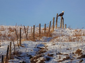A bald eagle perches on a fence along the Highwood River below Highwood Pass west of Longview, Ab., on Tuesday, November 15, 2022.