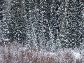 Fresh snow and frost on the spruce trees and willows along Sibbald Creek west of Calgary, Ab., on Wednesday, November 16, 2022.