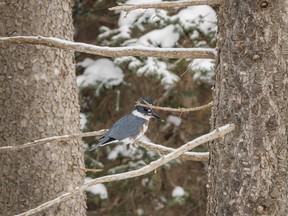 A very late-season kingfisher along Sibbald Creek west of Calgary, Ab., on Wednesday, November 16, 2022.