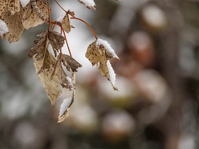 Poplar leaves by Lusk Creek west of Calgary, Ab., on Wednesday, November 16, 2022.