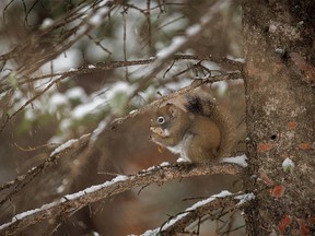 A pine squirrel feasts on a cone along the Kananaskis River west of Calgary, Ab., on Wednesday, November 16, 2022.