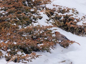 A Bohemian waxwing looks for berries on a ground juniper west of Calgary, Ab., on Wednesday, November 16, 2022.