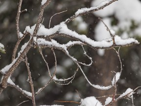 Snow falls on a twisty tangle of willow branches by Wedge Pond west of Calgary, Ab., on Wednesday, November 16, 2022.