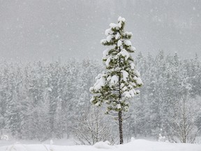 Falling snow weighs down the branches of a pine by Wedge Pond west of Calgary, Ab., on Wednesday, November 16, 2022.