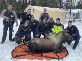In this image provided by Central Emergency Services for the Kenai Peninsula Borough, firefighters from Central Emergency Services with personnel from the Alaska Wildlife Troopers and Alaska Department of Fish and Game pose with a moose they helped rescue after it had had fallen through a window well at a home in Soldotna, Alaska, on Sunday, Nov. 20, 2022.