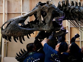 Shen the T. rex, a 1.4 tonne Tyrannosaurus Rex dinosaur skeleton that is being offered for auction by Christie's, is assembled for display at the Victoria Theatre & Concert Hall in Singapore October 27, 2022.