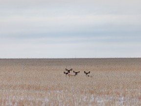 Mule deer relax in snow and canola stubble east of Beiseker, Ab., on Wednesday, November 30, 2022.