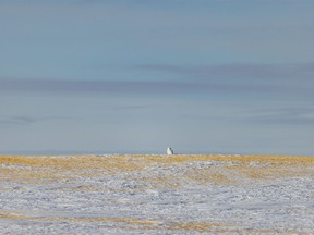 A snowy owl looks around east of Beiseker, Ab., on Tuesday, November 29, 2022.