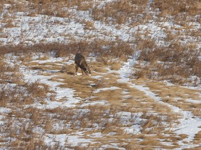 A mule deer buck catches the scent of a doe in the Kneehill Creek valley east of Carbon, Ab., on Tuesday, November 29, 2022.