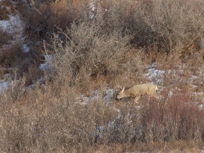 A mule deer buck follows the scent of a doe in the Kneehill Creek valley east of Carbon, Ab., on Tuesday, November 29, 2022.