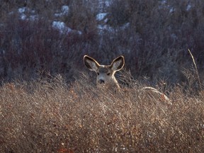 A young mule deer in the Kneehill Creek valley at Hesketh, Ab., on Tuesday, November 29, 2022.
