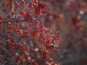 Bright buffaloberries in the Kneehill Creek valley at Hesketh, Ab., on Tuesday, November 29, 2022.