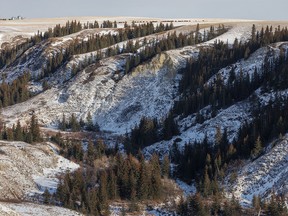 Spruce trees fill the side coulees near Beynon, Ab., on Tuesday, November 29, 2022.