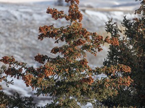 Spruce boughs sag with cones near Beynon, Ab., on Tuesday, November 29, 2022.
