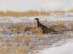 A female pheasant gets ready to run near Beynon, Ab., on Tuesday, November 29, 2022.