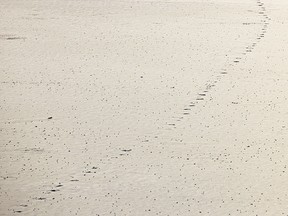 Coyote tracks frozen into the ice of a slough east of Rosebud, Ab., on Tuesday, November 29, 2022.