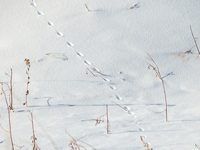 Tiny tracks in the snow east of Rosebud, Ab., on Tuesday, November 29, 2022.