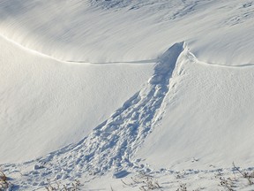 A coyote dug for something in a snowdrift south of Dalum, Ab., on Tuesday, November 29, 2022.