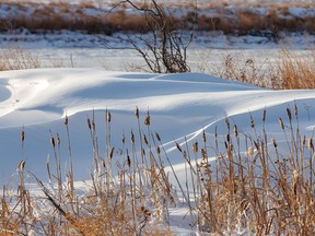 Cattails and drifts southeast of Dalum, Ab., on Tuesday, November 29, 2022.