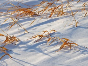 Tiny drifts around grass show the direction of the wind southeast of Dalum, Ab., on Tuesday, November 29, 2022.