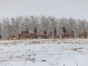 Elk feeding in the blowing snow and cold southwest of Calgary, Ab., on Tuesday, December 6, 2022.