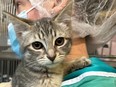 Nine kittens were found abandoned in taped up boxes at a construction site in Vancouver, the B.C. SPCA said Friday, Dec. 30, 2022.