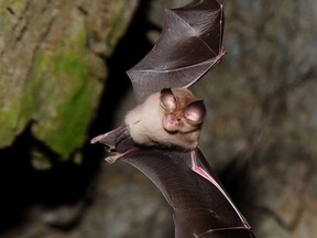 A disease that has been nearly wiping out bat populations in eastern Canada and the U.S. has made its first appearance in Alberta. White Nose Syndrome, a fungus that starves bats to death by interrupting their winter hibernation, was identified in several locations in the province last year.