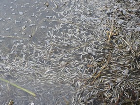 Thousands of fish have died in the Vermilion Lakes near Banff likely due to "winterkill." Photos supplied by Parks Canada.