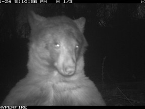 A bear in Boulder discovered a wildlife ranger's camera trap in November 2022.