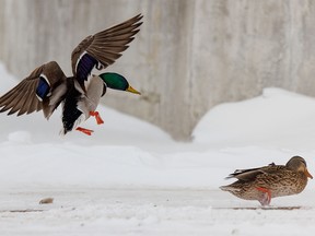 A mallard hen gets out of the way of a mallard drake about to land in the new snow near a grain spill in Calgary, Ab., on Tuesday, February 21, 2023.