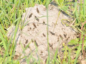 FILE PHOTO: A higher than normal grasshopper population made its way into the fields of a family farm in Grovedale, Alberta in 2011.