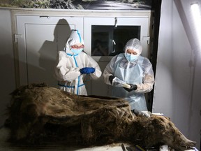 Scientists conduct an autopsy of a fossil brown bear with the geological age of 3,460 years, found in the permafrost of northern Yakutia by reindeer herders in 2020, in Yakutsk, Russia Feb. 21, 2023.