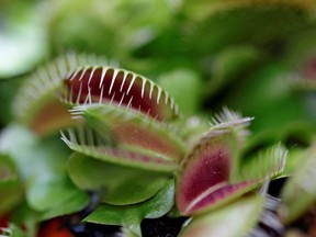 A Venus flytrap is seen at the meat-eating plant exhibition "Dejate Atrapar" (Let Yourself Get Caught), in Bogota, Colombia, July 19, 2018.