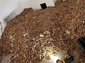 Approximately 700 pounds of acorns were found in the walls of a California home recently.