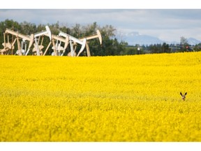 Pumpjacks draw oil out of the ground as a deer stands in a canola field near Olds.
