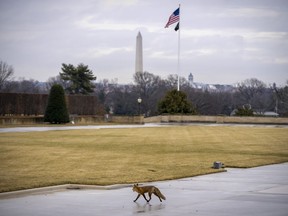 The Washington Monument visible as a fox walks along the grounds of the Pentagon in Washington, D.C., Jan. 17, 2023.