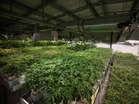 Cannabis plants are shown in the early vegetation stage during a tour of the Western Cannabis facility in Regina.