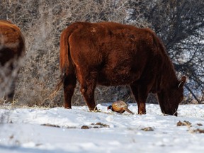 A pheasant joins cattle munching on hay near Gem, Alta. Japan is lifting the last of its restrictions against Canadian beef, 20 years after this country's BSE crisis.