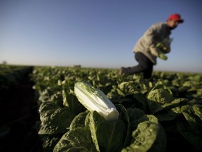 In this Jan. 31, 2012 photo, a farm worker carries heads of romaine lettuce in the lettuce fields near Holtville, Calif.