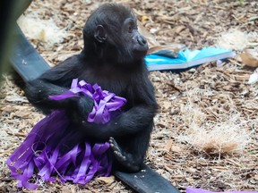 Western lowland gorilla Eyare celebrated her first birthday finding some treats and other enrichment surprises like coloured paper at the Calgary Zoo on Thursday, April 20, 2023 
Gavin Young/Postmedia
