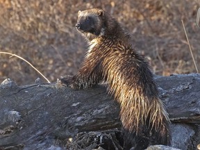 A wolverine is pictured in south Calgary on April 15, 2023.