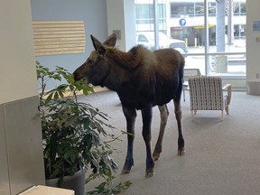 In this Thursday, April 6, 2023, a moose stands inside a Providence Alaska Health Park medical building in Anchorage, Alaska.