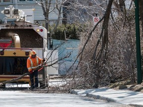 Workers throw pieces of fallen branches into a wood chipper on April 7, 2023 in Montreal after freezing rain hit parts of Quebec and Ontario on April 5.