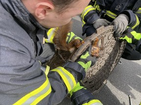 Firefighters free a squirrel that was stuck in a manhole cover in Dortmund, Germany, Monday, April 10, 2023.
