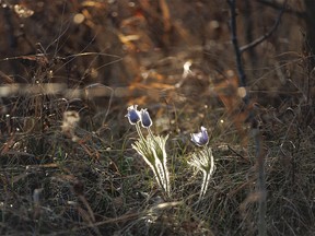 Crocus in a patch of light east of Elnora, Ab., on Tuesday, May 2, 2023.