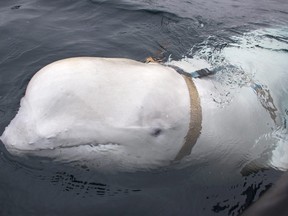 This file handout photo taken on April 26, 2019 released by Norwegian Directorate of Fisheries (Sea Surveillance Service) shows a Beluga whale wearing a harness, which was discovered by fishermen off the coast of northern Norway.