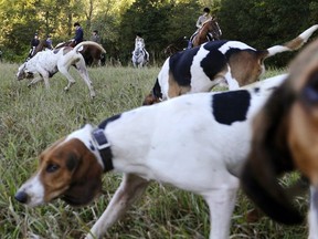 Two former Ontario conservation officers are imploring the province to reverse plans to expand a sport that allows dogs to track down captive coyotes, foxes and rabbits in massive fenced-in pens. Riders from Fairfield County Hounds and dogs assemble for a hunt in Bridgewater, Conn. in this In this Oct. 8, 2014 photo.
