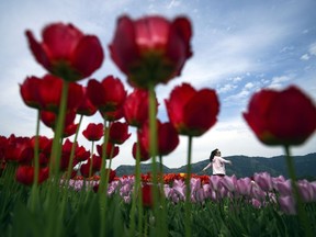 A woman poses between rows of tulips at the Abbotsford Tulip Festival at Lakeland Flowers, in Abbotsford, B.C., May 3, 2023.