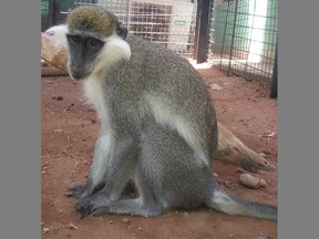In this undated photo released by Sara Abdalla, director of the zoological park at the University of Khartoum, a vervet monkey is pictured inside its enclosure in Khartoum, Sudan. The animal is one of dozens feared dead or missing inside the park in Sudan's capital after intense fighting made the location unreachable.